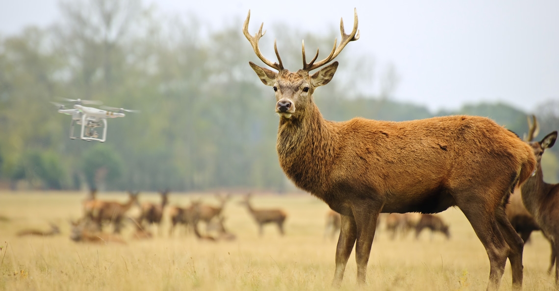 1544435408-drones-verboden-boven-oostvaardersplassen-tijdens-afschieten-edelherten.jpg